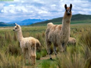 llamas